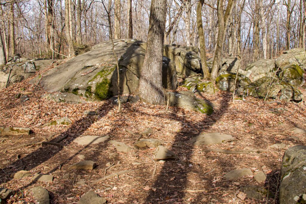 Creepy Hands, Sourland Mountain Preserve, NJ