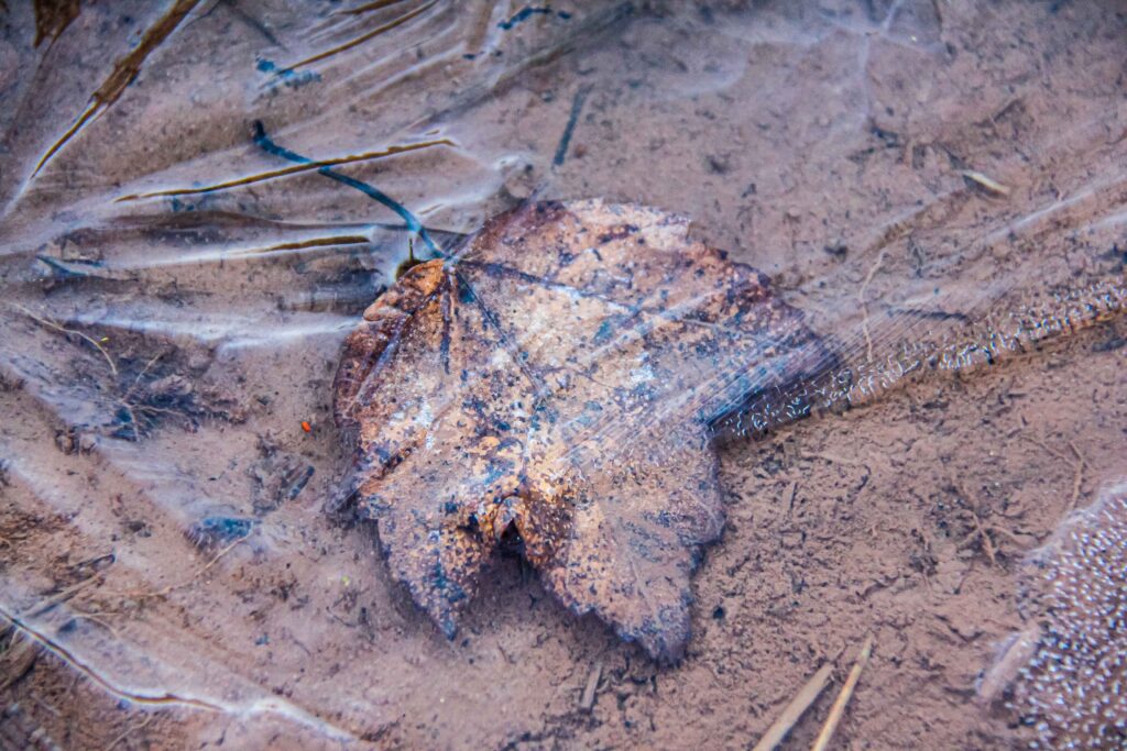 Frozen Maple Leaf, Sourland Mountain Preserve, NJ