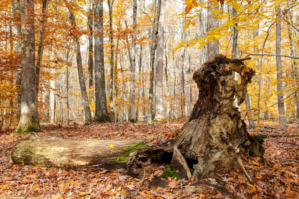 Sphinx of the Great Swamp, NJ