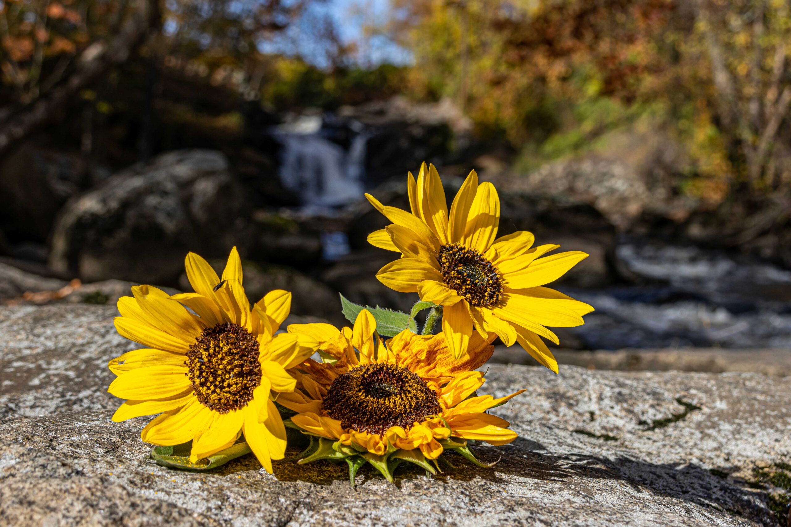 Hopi Black Dye Sunflowers Boonton Falls