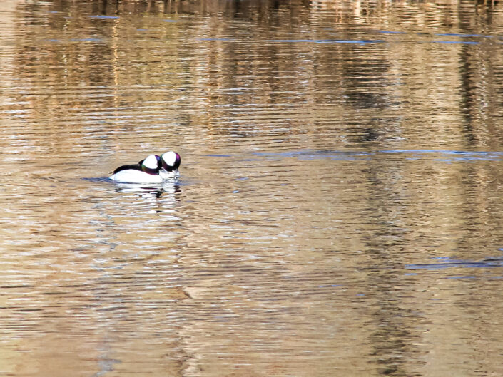 Male Bufflehead Ducks, Rockaway River Boonton NJ